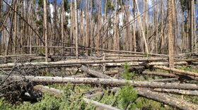Piles of dead trees lie on the forest floor