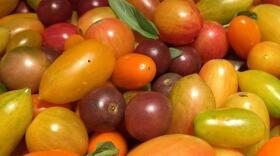 A haul of tomatoes - Credit: @chefwolf/Instagram