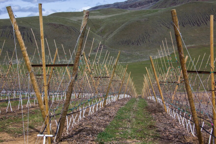 Dwarf trees aren't strong enough on their own to support a load of fruit. They're held erect by a trellis system of poles and wires.