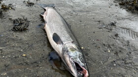 A coho salmon laid on the sandy mud, mouth open.
