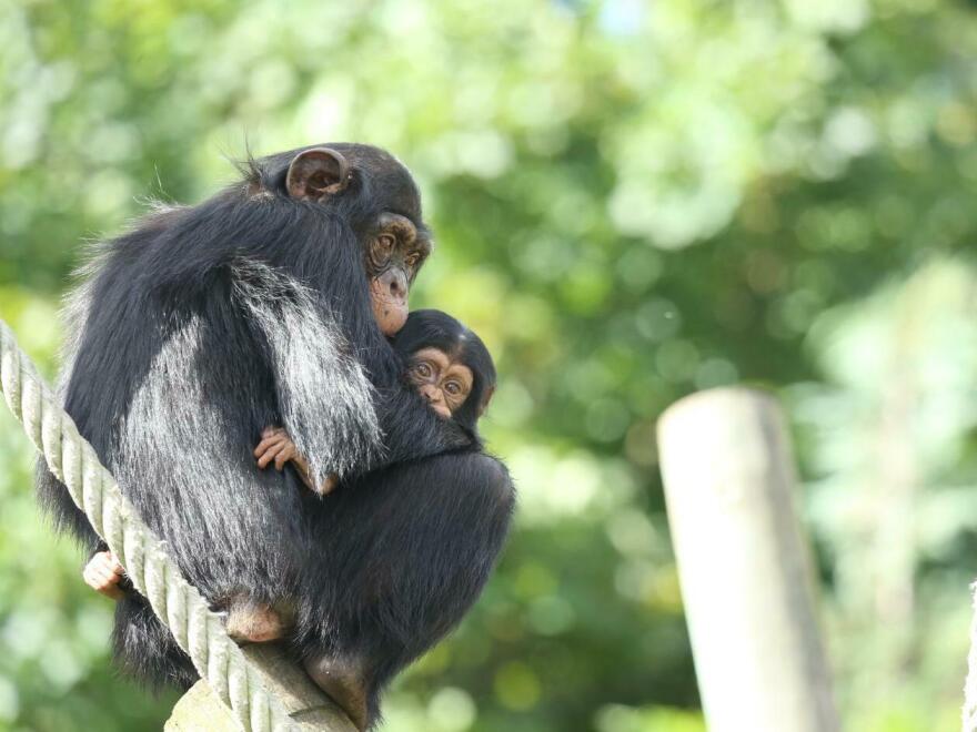 Researchers say they now have evidence that apes can remember individuals for a majority of their 40- to 60-year average lifespan