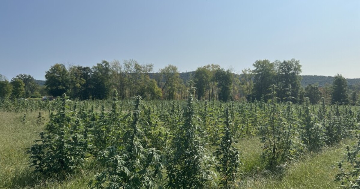 Hashing out and merging two bills, Mass. conference committee members weigh cannabis reforms