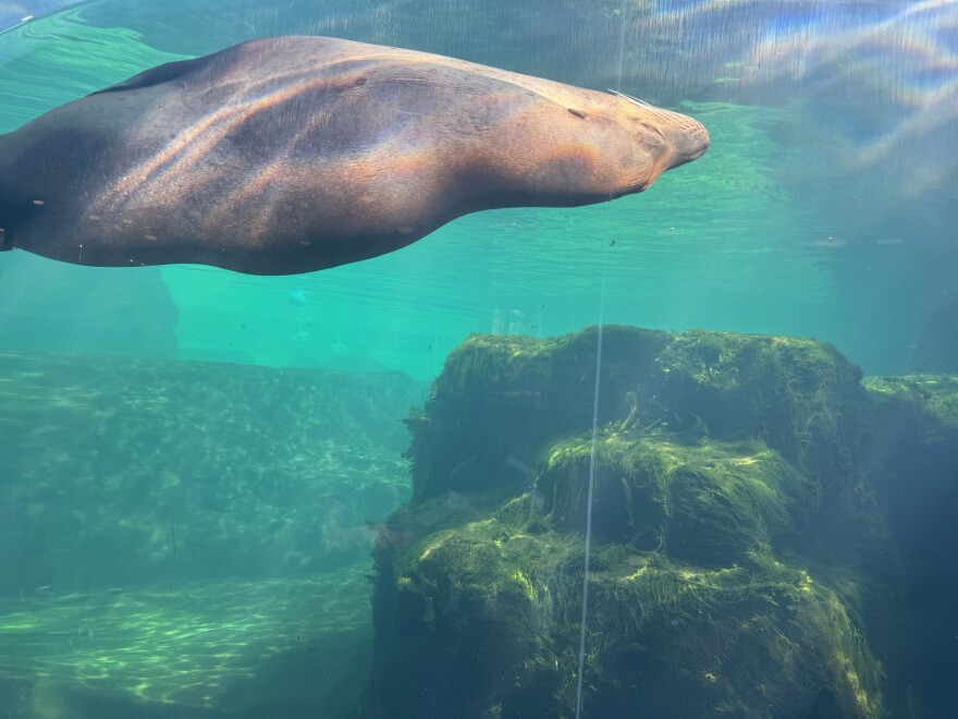 A Sea Lion swims through its habitat pool at Riverbanks Zoo and Garden