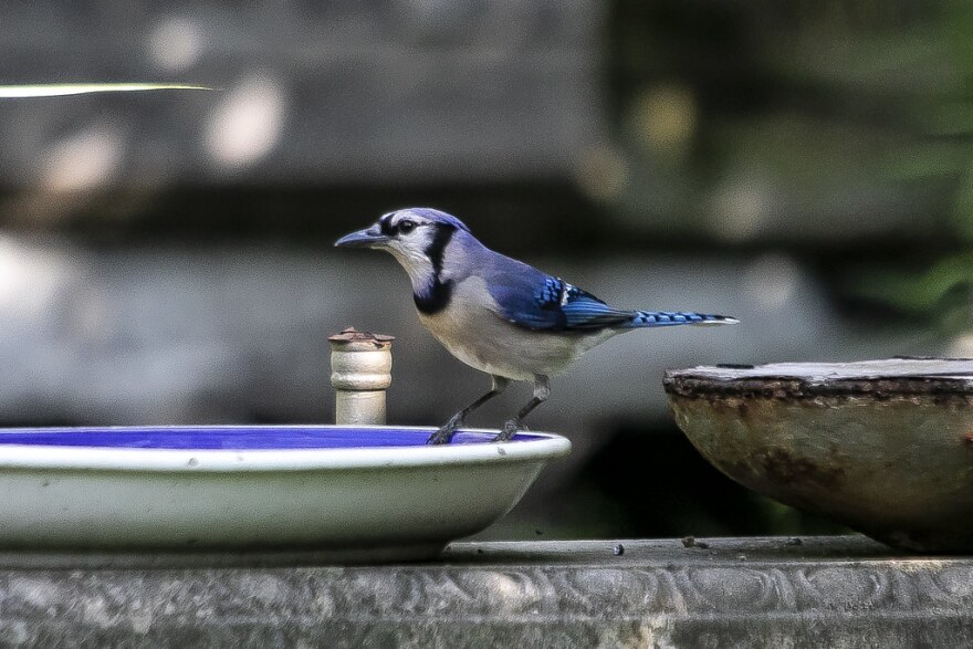 Una chara azul se posa en una fuente para pÃ¡jaros en el barrio Cherrywood de Austin.