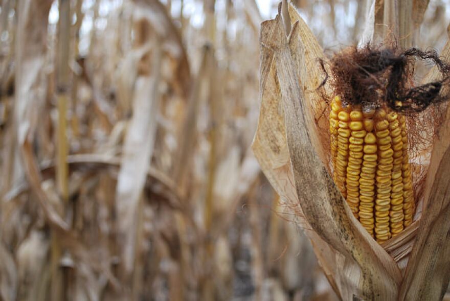 Image - Peaceful Harvest.jpg