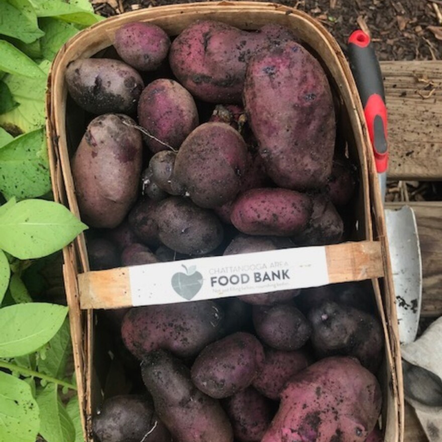 Potatoes gathered from the Food Bank’s harvest this summer.
