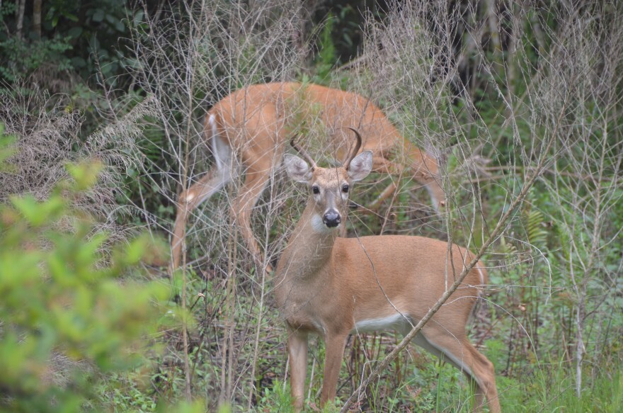 White-tailed deer at Bear Island Campground in the Big Cypress National Preserve in Florida.