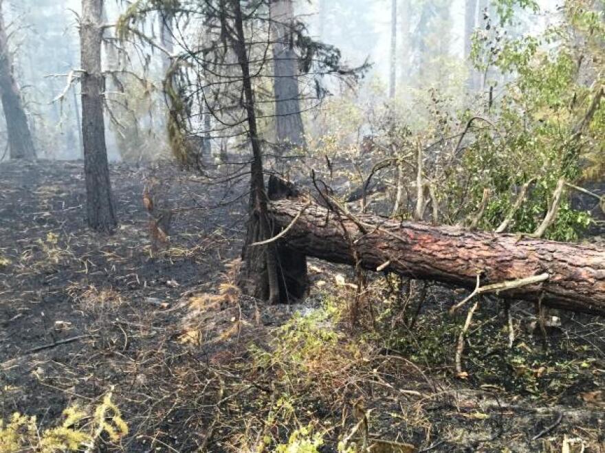 Burned area in the interior of the West Fork Fish Creek Fire.