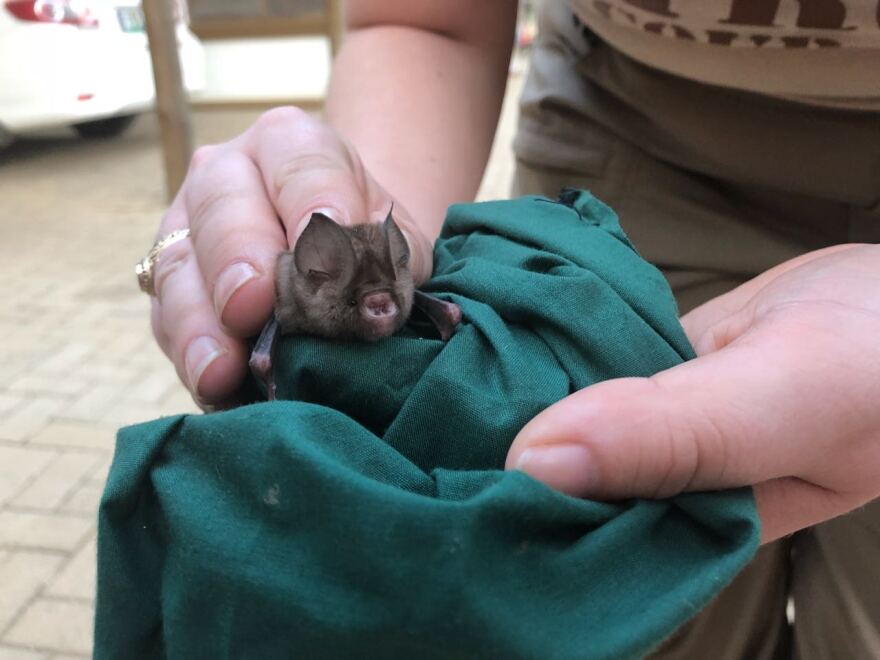 Hipposideros caffer, Sundevall's roundleaf bat, held by Erin Binkley