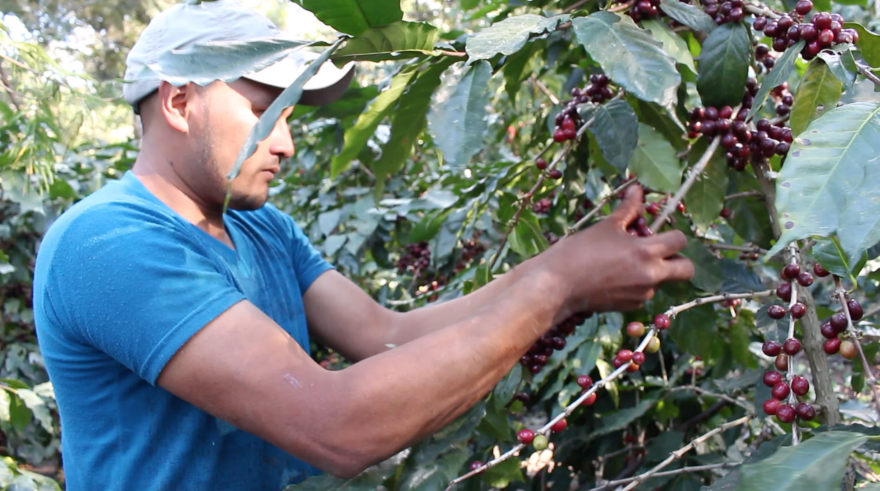 Coffee beans are harvested by hand