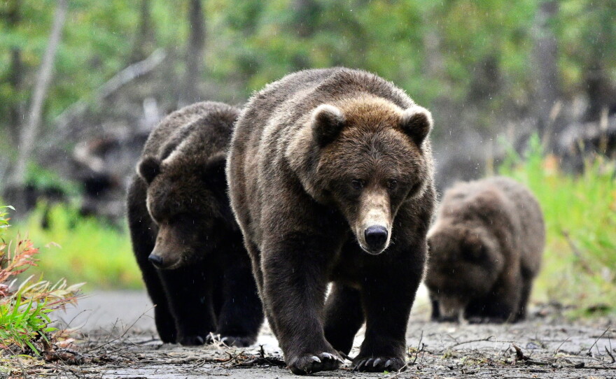 Bear 806 with her cub and adoptive cub in Katmai National Park.