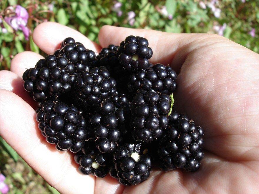 Blackberries