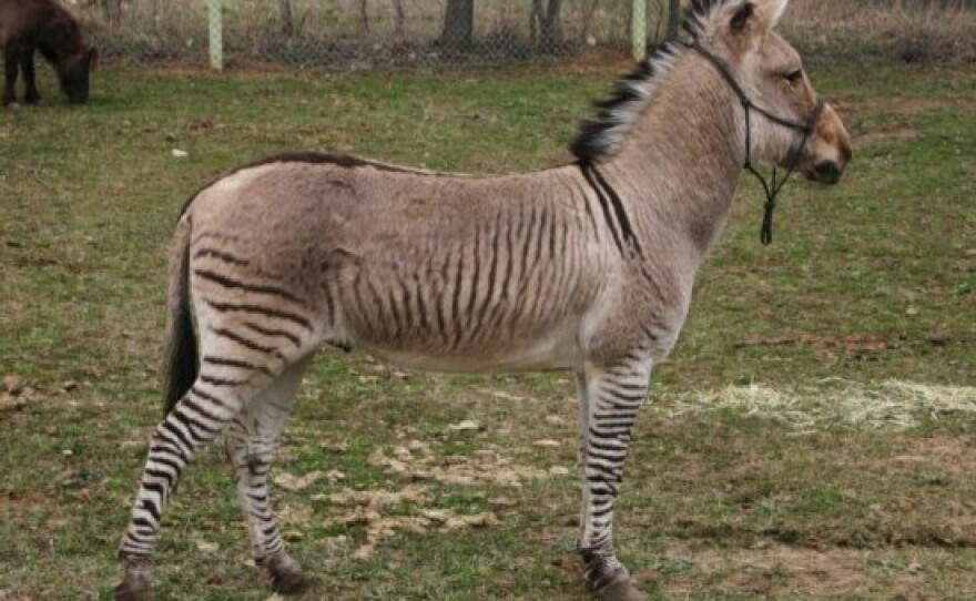 A zonkey