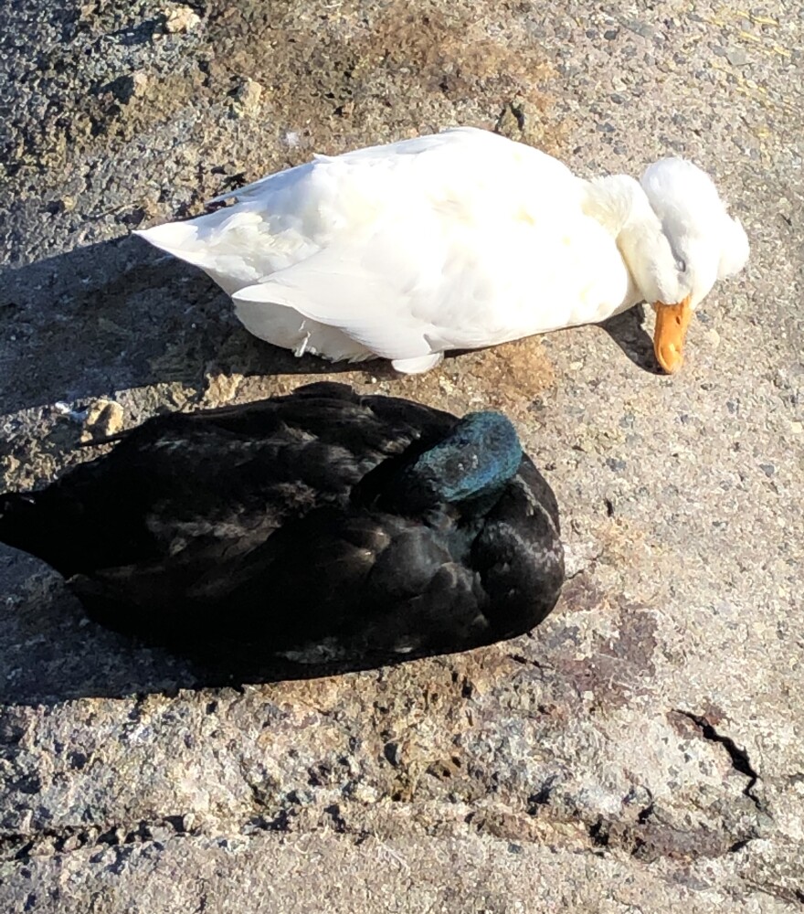 The culvert at Lake Merritt where the ducks were typically found