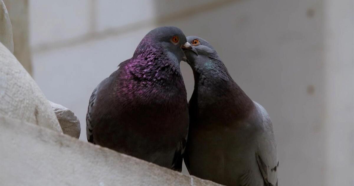 Pigeon Dating Rituals: The Strut, The Coo… and The Kiss | Vermont Public