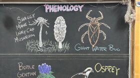 Chalk illustrationss how a bottle gentian flower, Osprey, giant water bug, shaggy mane mushroom, and inky cap mushroom.