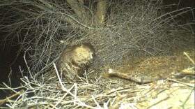 A trail camera captured the first photo of the Rio Bosque beaver in El Paso, Jan. 22, 2019