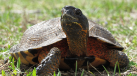 The wood turtle is one of hundreds of species on Delaware's list of Species in Greatest Conservation Need.