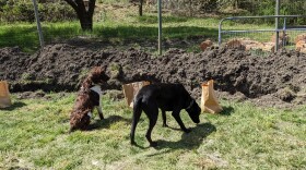 A brown and white spaniel sitting on the grass next to a trench while a large black dog sniffs the ground in front of a brown paper bag.