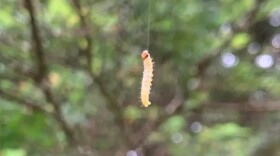 A western black-headed budworm hangs from a silk thread.