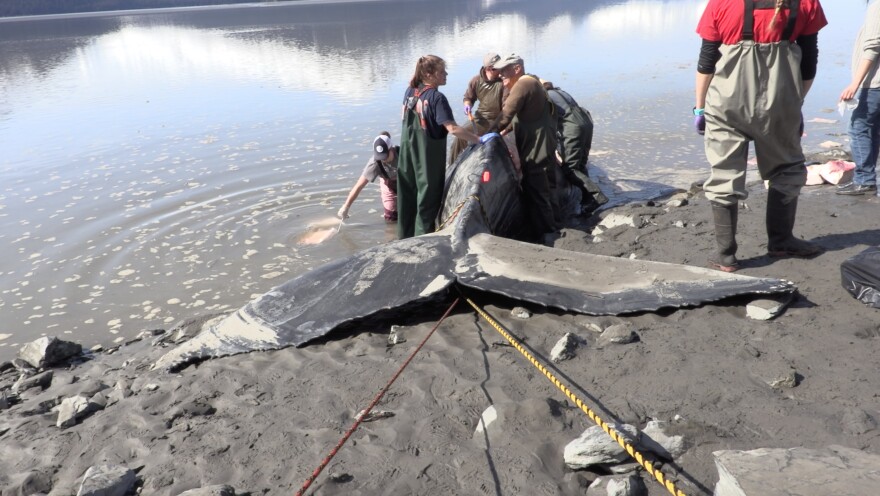 Researchers work to remove samples Wednesday, May 1, 2019 from a humpback whale that died after beaching in Turnagain Arm near Girdwood. (Joey Mendolia/Alaska Public Media photo)