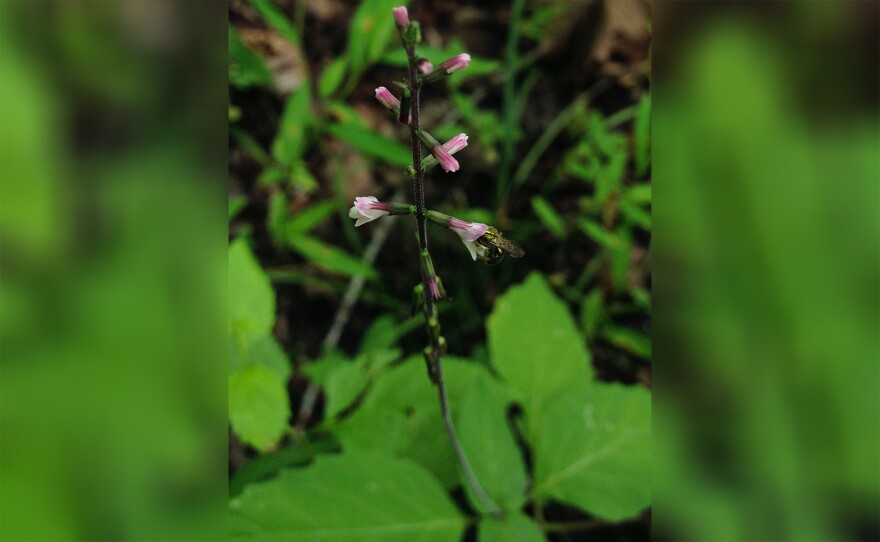 Phryma leptostachya, or lopseed