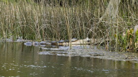 Turtles on a log at Wakulla Springs