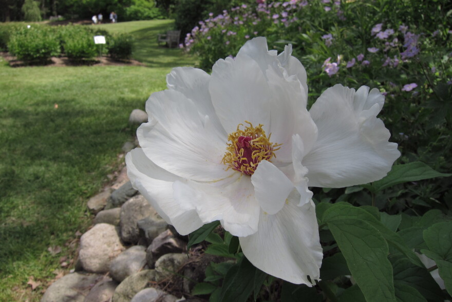 Photo “Tree peony-2-Michele Yanga”_ Tree peonies have woody stems and usually bloom two to three weeks before the herbaceous peonies, extending the bloom season of the peony garden significantly_.jpg