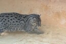 With her eyes on the prize, Marina the fishing cat closes in on a minnow meal.