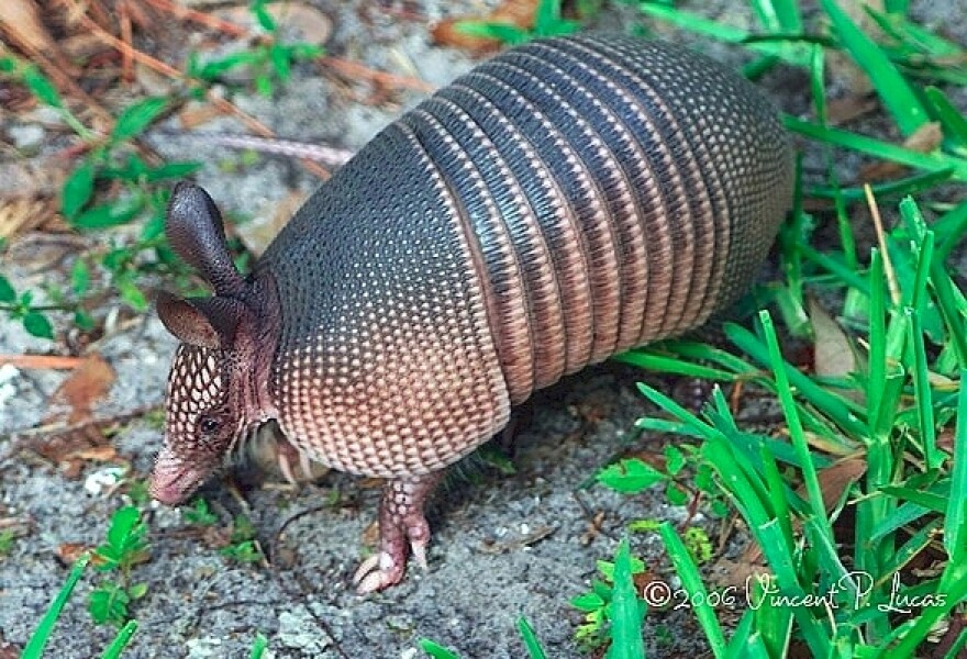 Armadillos in Wisconsin?