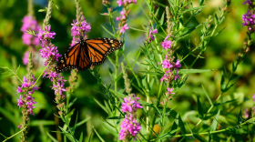 Close-up of a monarch butterfly, orange with black striping, on pink flowers.