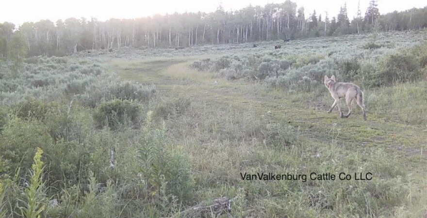 A member of the One Ear wolf pack sizes up cattle on Adam VanValkenburg's ranch in Jackson County. VanValkenburg has been dealing with One Ear Pack wolves in his cattle since before Colorado's wolf reintroduction started, when a breeding pair of wolves migrated into the area from Wyoming. He spends upwards of 30 hours per week working with nonlethal tools to keep wolves away from his livestock.