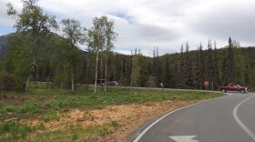 Beetle-kill managed forest on the campground side of the highway, contrasted with beetle-kill spruces on the far side.