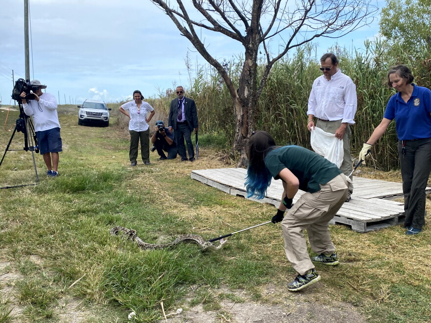 Gov. DeSantis Announces Registration for 2021 Florida Python Challenge ...