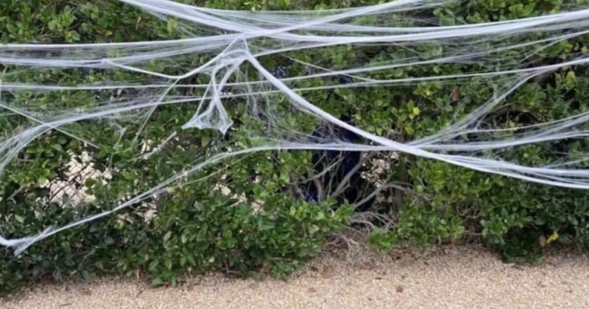 Wildlife experts say some Halloween decorations can hurt birds and