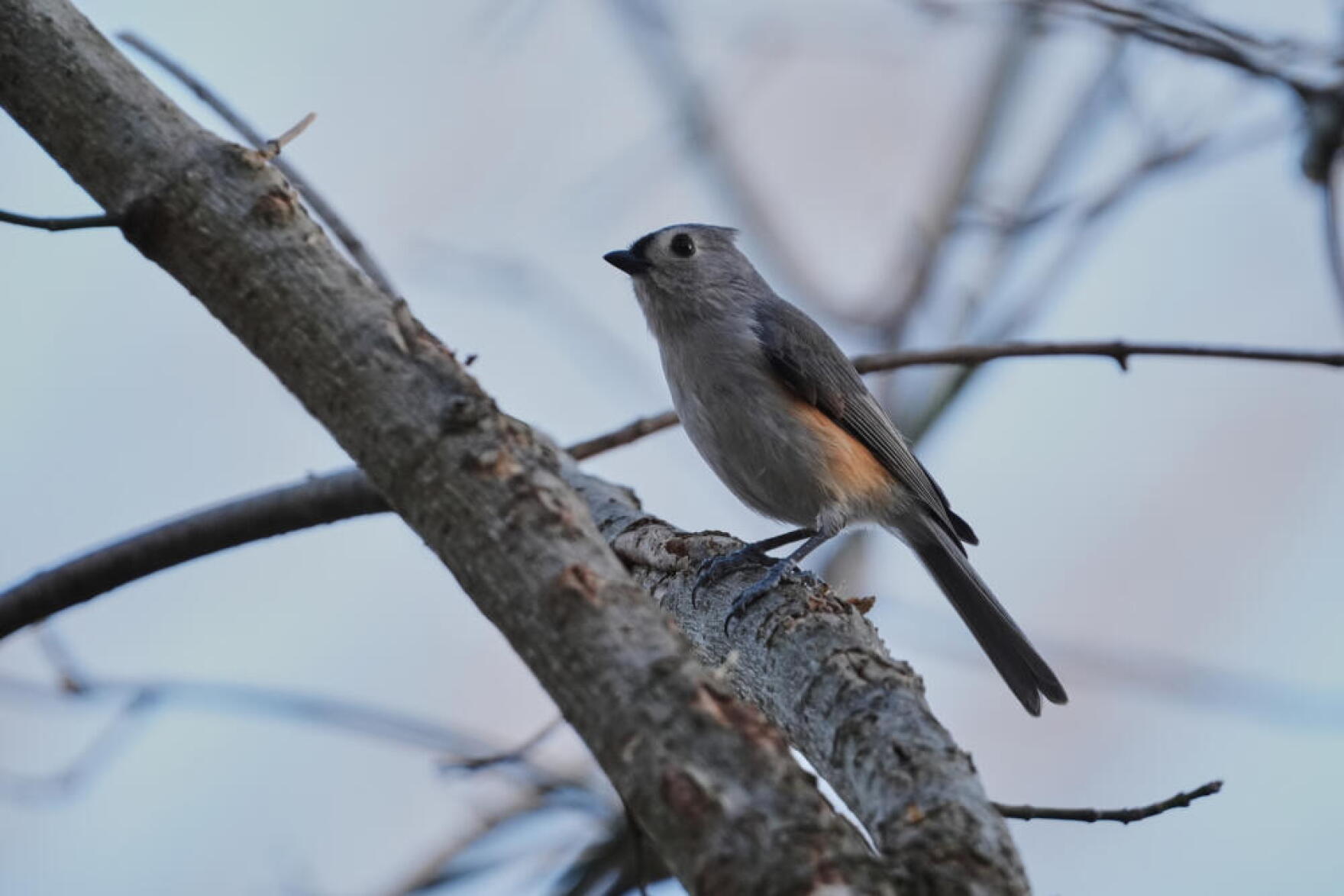 Birds are the dinosaurs that survived the mass-extinction event 66 ...
