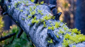 Bright green lichen and moss grows on a downed lodge pine in a forest in southwest Montana as the sun rises and bursts through the trees
