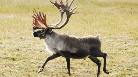 a caribou