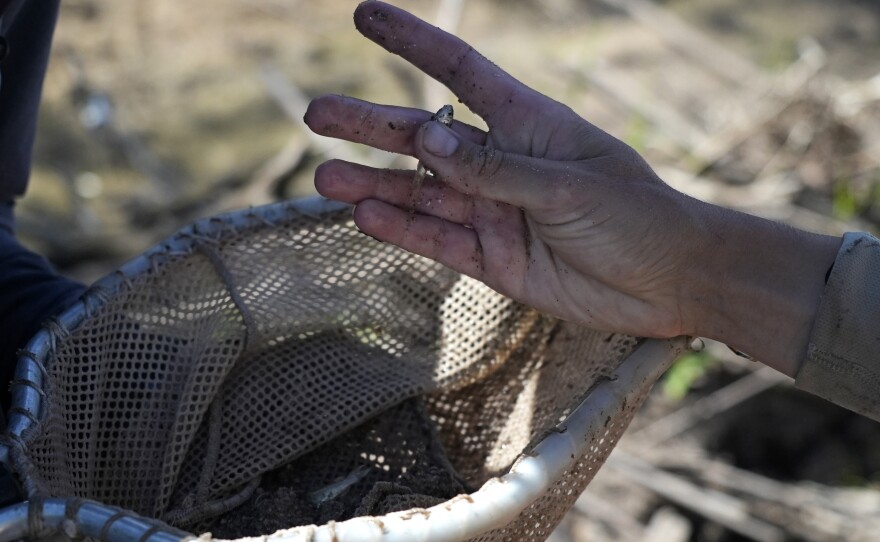 A fish biologists works to rescue the endangered Rio Grande silvery minnow from pools of water in the dry Rio Grande riverbed Tuesday, July 26, 2022, in Albuquerque, N.M. For the first time in four decades, the river went dry and habitat for the endangered silvery minnow — a shimmery, pinky-sized native fish — went with it. (AP Photo/Brittany Peterson)