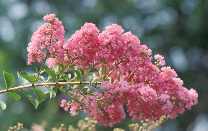 Crape myrtle flower, one of the most iconic trees for Southern Louisiana landscapes