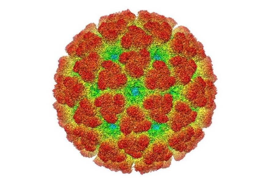 A cryoelectron microscopy reconstruction of the chikungunya virus.