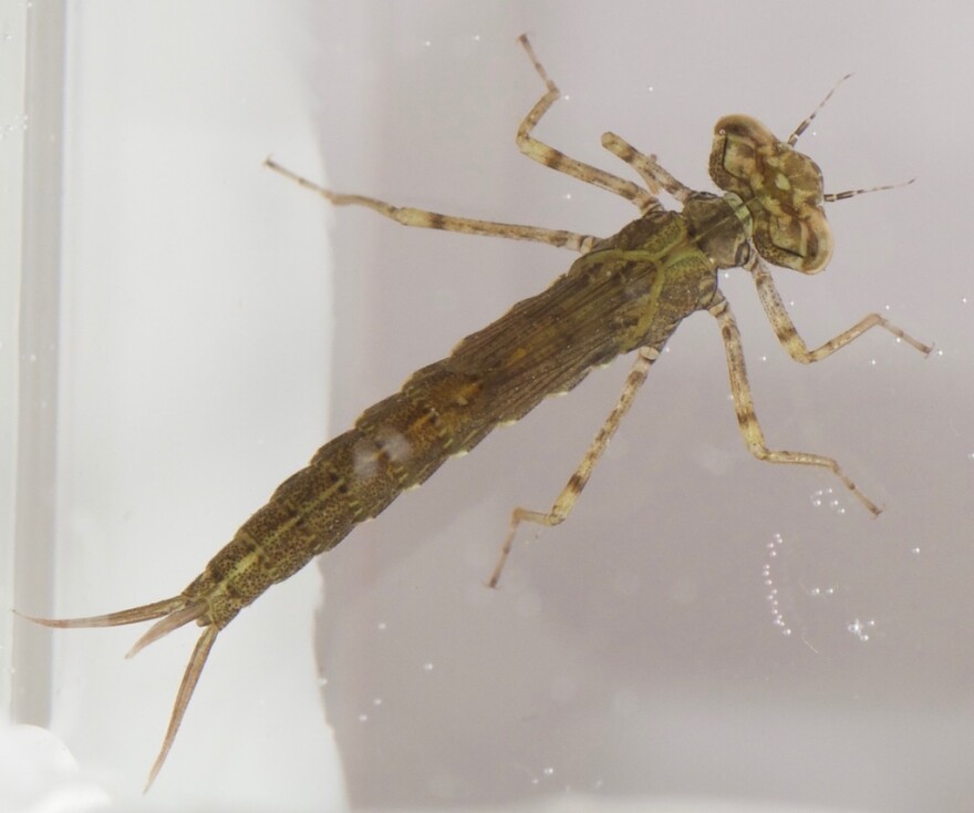 An eastern forktail damselfly sits in a dish after being captured from a stormwater pond in Northfield on April 24, 2017.