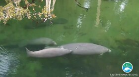 Image of manatees swimming