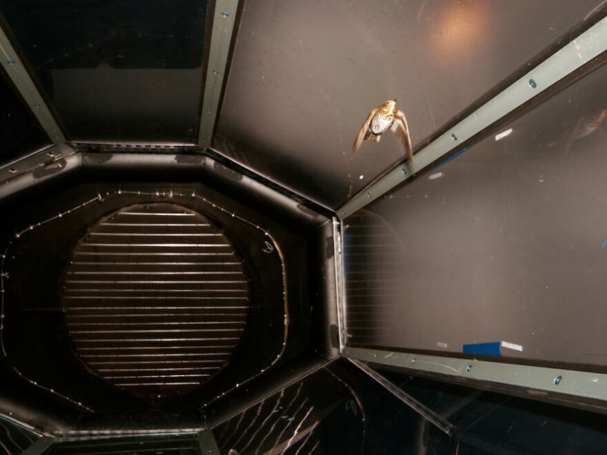 A Swainson's thrush flying in the wind tunnel at the University of Western Ontario.