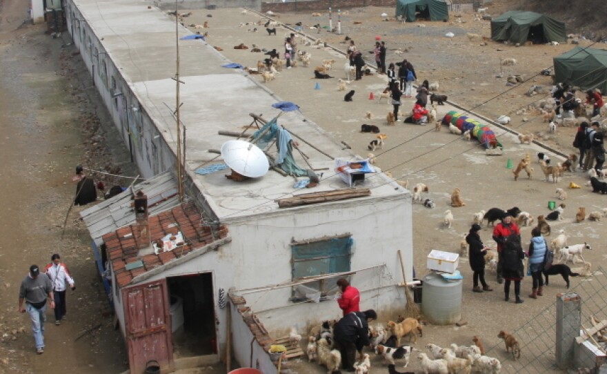 The Pingan Afu animal shelter, in eastern China's Jiangsu Province, is home to about 1,800 stray and rescued dogs.