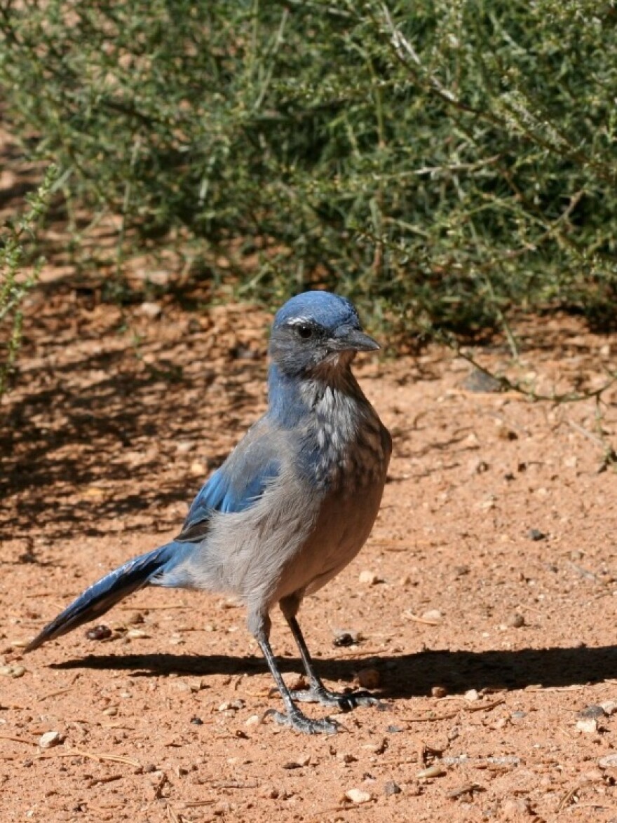 Western scrub jays are important dispersers of pinon pine seeds. A single individual may hide thousands of seeds in scattered caches in the ground.
