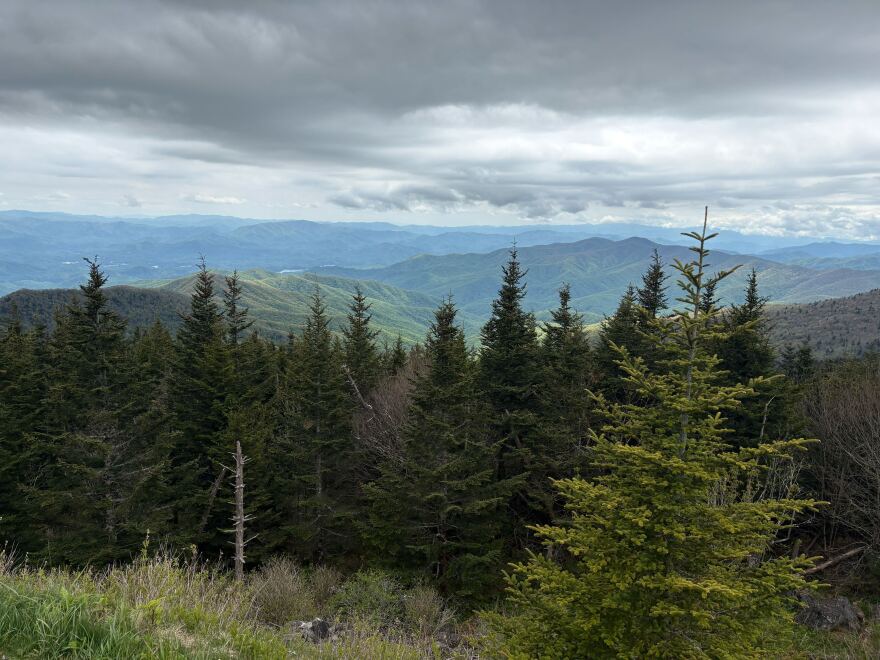 Spruce-fir forest only exists at the highest elevations in the Smoky Mountains - around 5,000 feet.