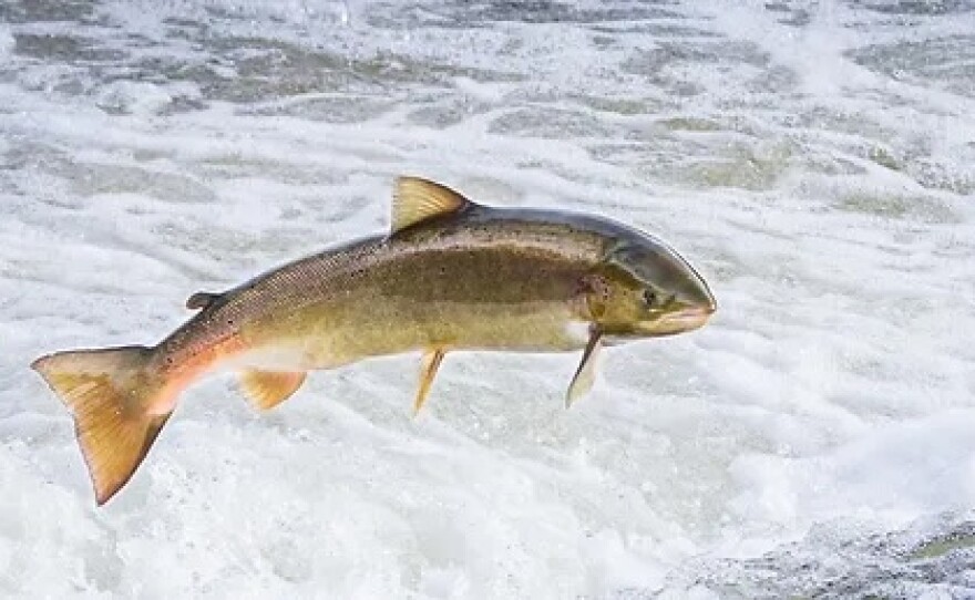 is there salmon in maine