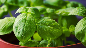 Genovese basil is the basil cooks reach for when making pesto.