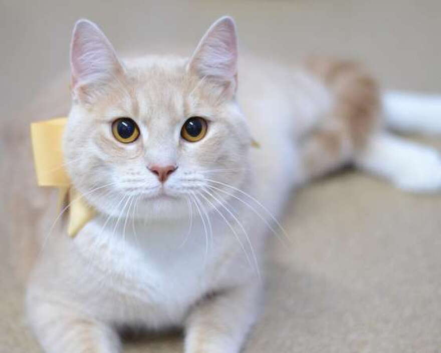 J.J. is another cat currently available for adoption. For $5, cats come fixed, vaccinated, microchipped and with five pounds of food. 